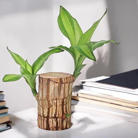 Brazilian Lucky Wood Mini Home Plant Decorations (Buy 1 Get 2 Free)